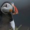夢見一隻鳥的 8 個夢境解釋：夢見飛鳥、夢見死鳥