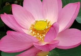 夢見蓮花的 19 個夢境解釋：夢見蓮花花瓣掉落 、夢見種蓮花
