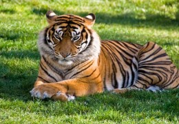 夢見老虎是什麼意思？夢境預示什麼