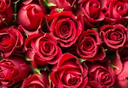 28種花朵夢境解讀：夢見黃色花朵、夢見粉紅花、夢見紅花