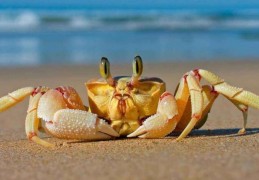 夢見螃蟹是什麼意思？這個夢境預示什麼
