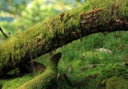 夢見青苔是什麼意思？預示什麼