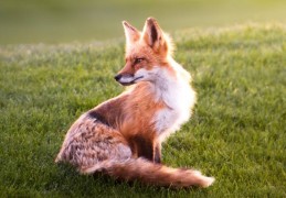 夢見狐狸鬼魂：14 個意義和象徵