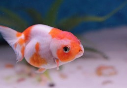 夢見紅金魚的 9 個夢境解釋：夢見多條金魚一起 、夢見餵金魚