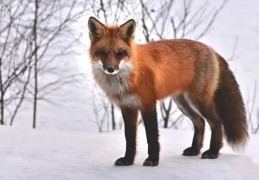 夢見狐狸是什麼意思？夢境預示什麼