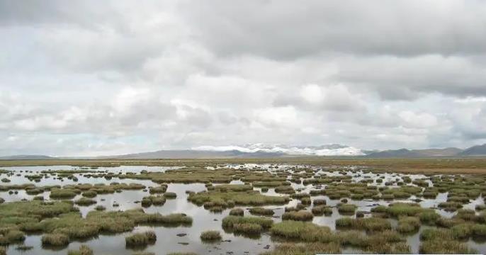 夢見沼澤、泥潭、陷入沼澤地是什麼意思？夢境預示什麼