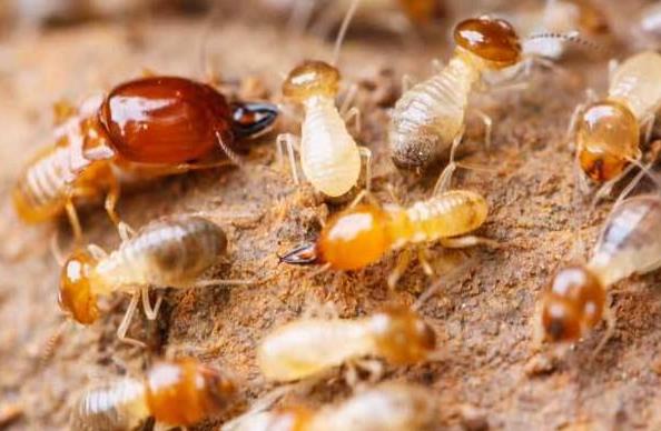 夢見白蟻是什麼意思？夢境預示什麼