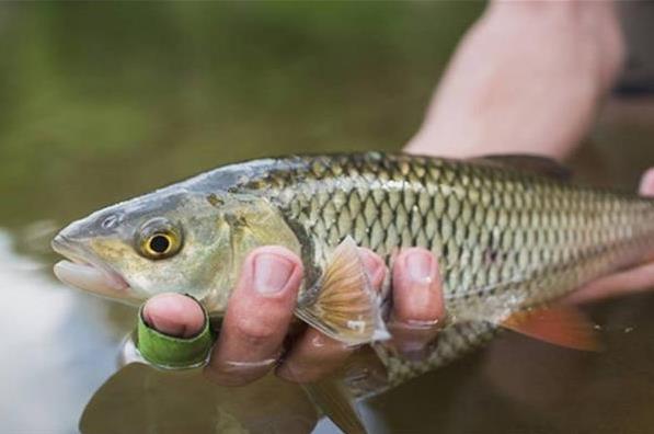 夢見抓魚是什麼意思？夢境預示什麼