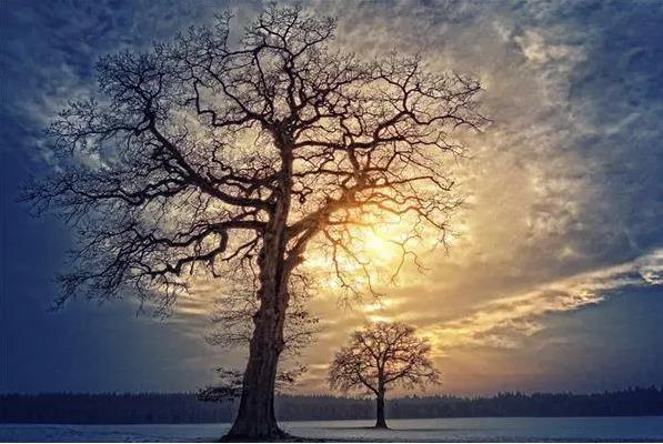 夢見樹枝是什麼意思？夢境預示什麼