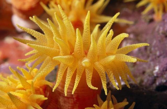 夢見珊瑚是什麼意思？夢境預示什麼