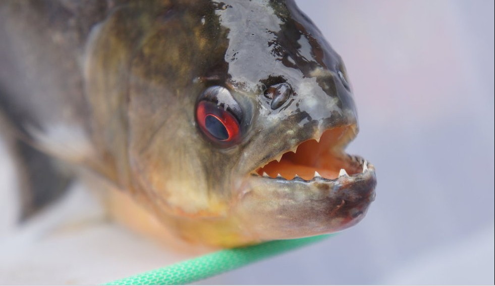 夢見食人魚的含義？夢境預示什麼