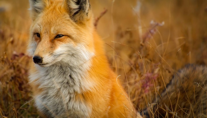 夢見孤獨的狐狸是什麼意思？夢境預示什麼