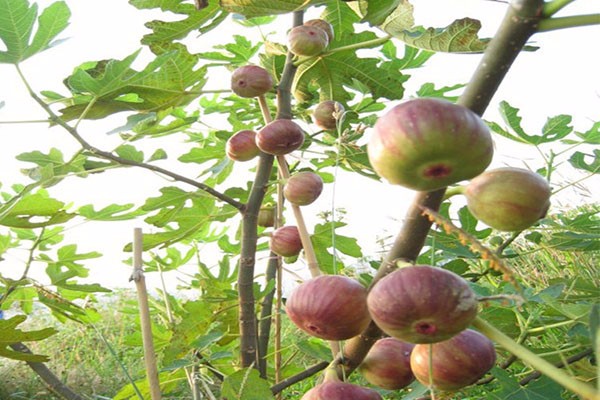 夢見無花果樹是什麼意思？夢境預示什麼