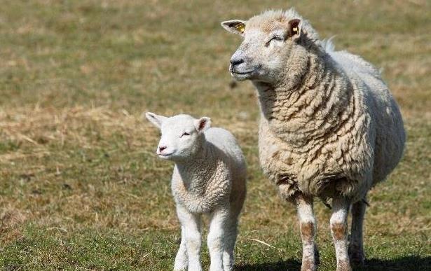 夢見綿羊是什麼意思？夢境預示什麼
