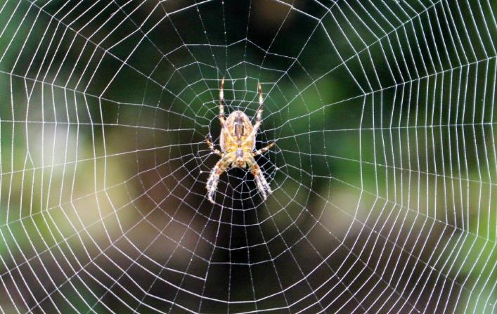 夢見蜘蛛網是什麼意思？夢境預示什麼