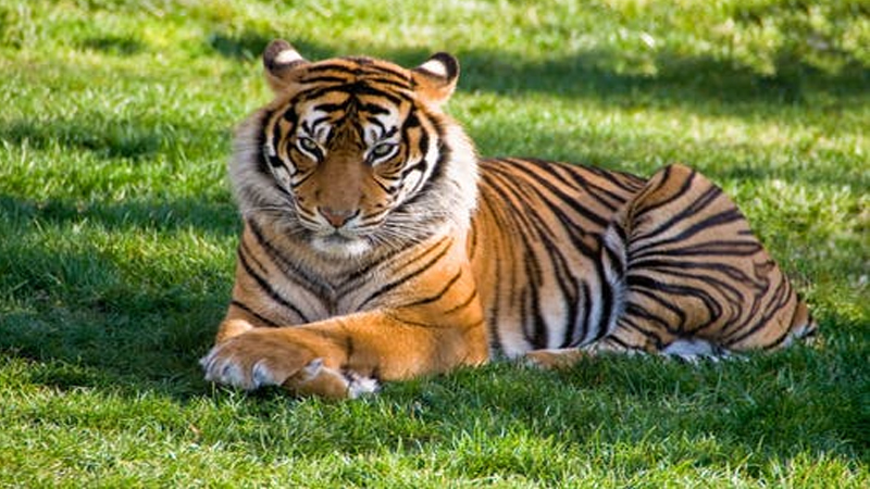 夢見老虎是什麼意思？夢境預示什麼