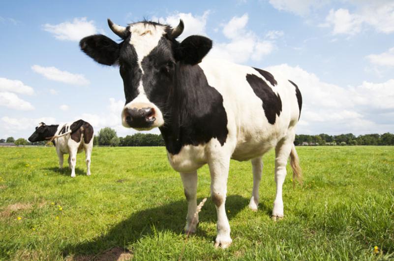 夢見牛是什麼意思？