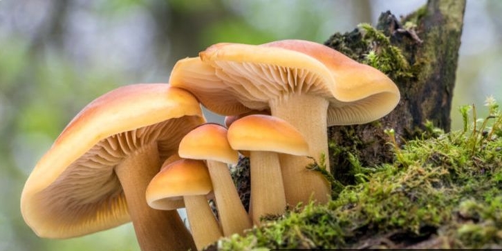 夢見蘑菇是什麼預兆周公解夢