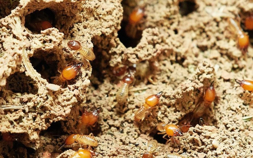 11 種​夢見白蟻解讀：夢見遇白蟻、夢見抓白蟻、夢見殺白蟻、夢見白蟻叮咬