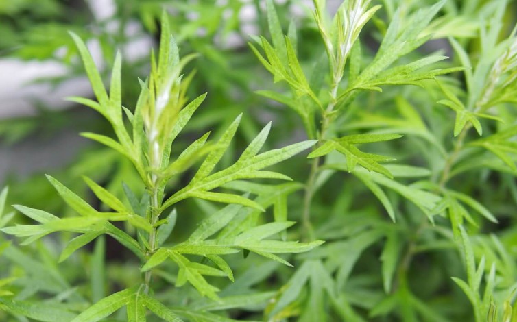 15 種艾蒿夢境解讀：夢見艾草、夢見吃艾蒿、夢見枯萎的艾蒿