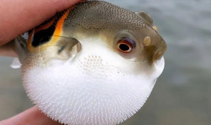夢見河豚的 20 個夢境解釋：夢見收到河豚作為禮物 、 夢見河豚會說話