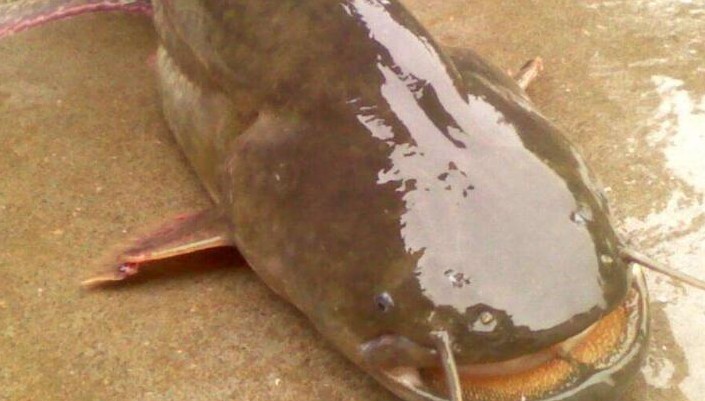 夢見鯰魚的 17 個夢境解釋：夢見放生鯰魚、夢見鯰魚飛翔