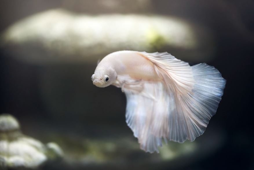 夢見白魚的 7 個夢境解釋：夢見死白魚、夢見放開一條白魚