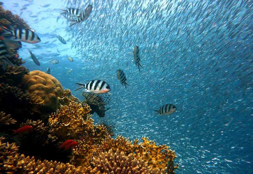 夢見用手捕魚的 6 個夢境解釋：夢見徒手捕魚、夢見用手抓魚