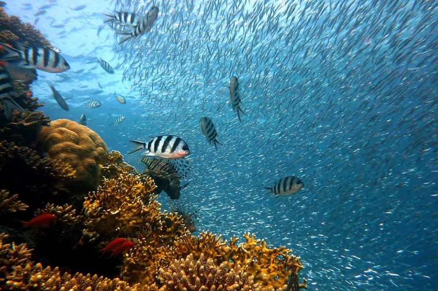 夢見海裡抓魚的 6 個夢境解釋：夢見在海裡釣到很多魚、夢見在暴風雨中捕魚