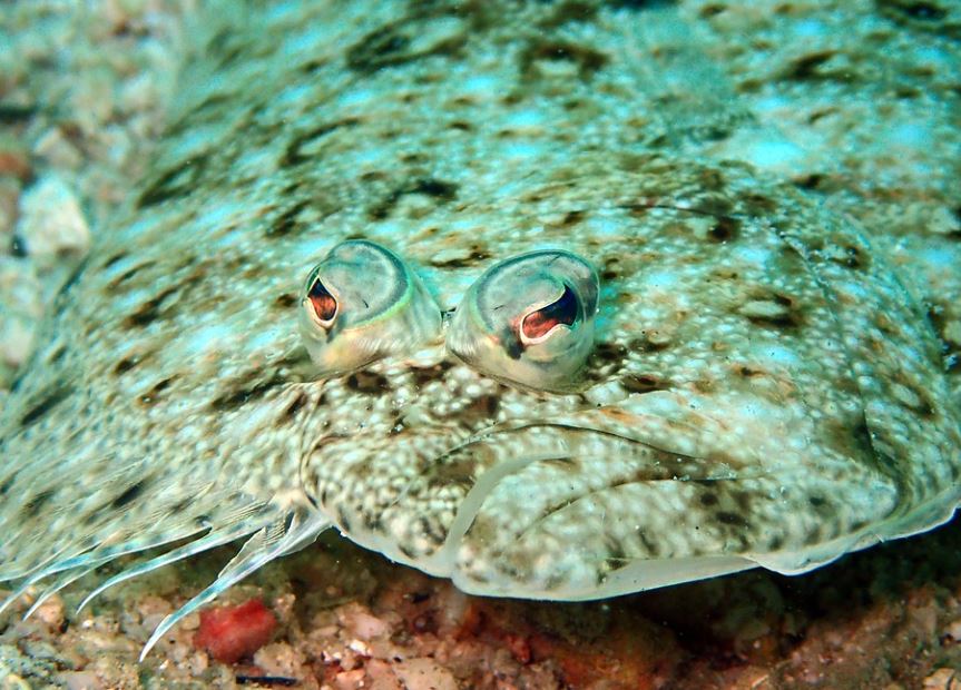 夢見比目魚的 7 個夢境解釋：夢見釣比目魚、 夢見吃比目魚