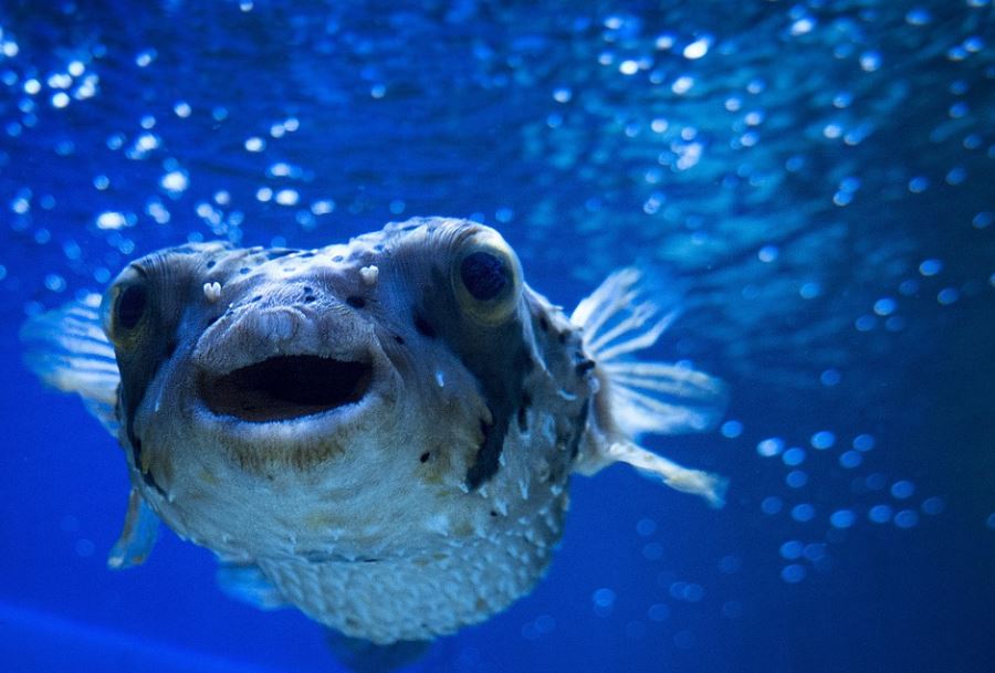 夢見河豚的 8 個夢境解釋：夢見河豚殺、夢見被河豚咬傷