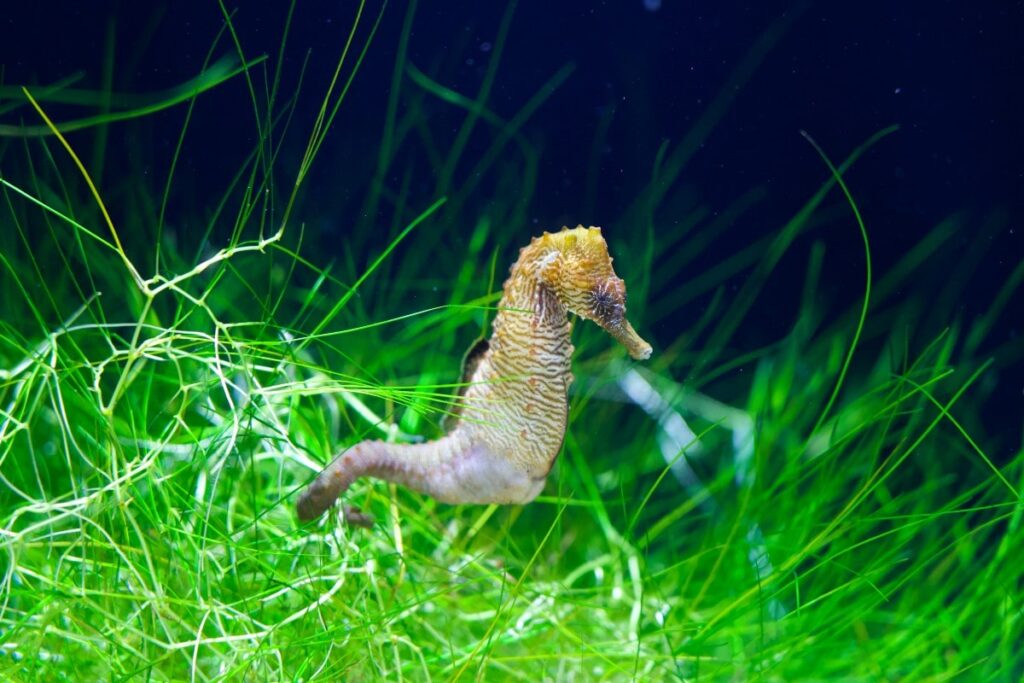 夢見海馬預兆著什麼？夢境解釋和幸運數位