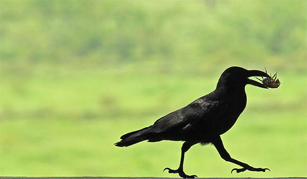 死鳥的寓意和象徵，死鳥暗示的含義