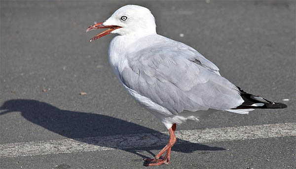 死鳥的寓意和象徵，死鳥暗示的含義