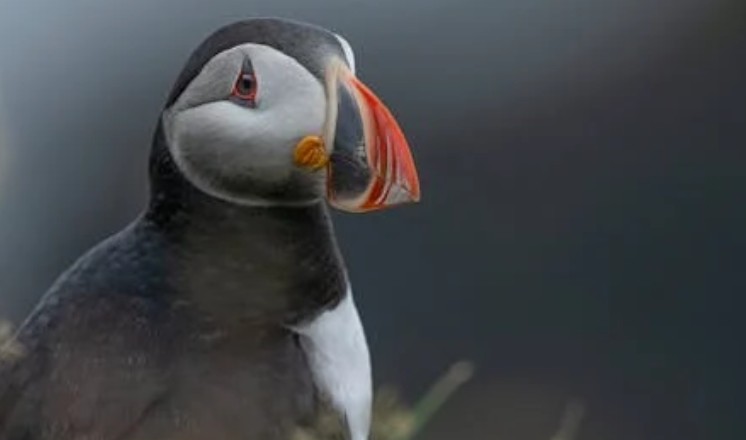 夢見一隻鳥的 8 個夢境解釋：夢見飛鳥、夢見死鳥