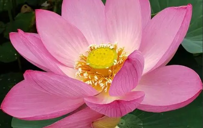 夢見蓮花的 19 個夢境解釋：夢見蓮花花瓣掉落 、夢見種蓮花