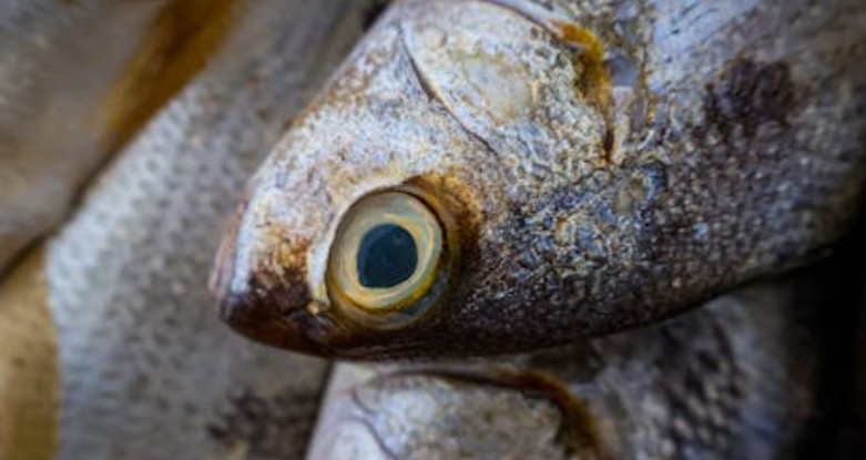  夢見吃金槍魚的 9 個夢境解釋：夢見吃金槍魚壽司、夢見用金槍魚做飯
