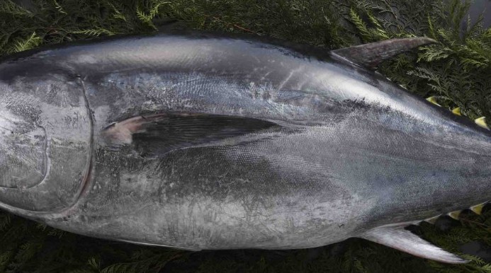 夢見金槍魚的 17 個夢境解釋：夢見變質的金槍魚 、夢見養金槍魚