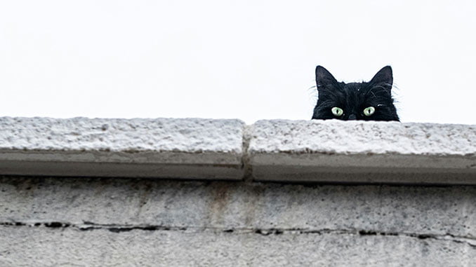 夢見黑貓的含義:80種場景及其解釋 夢見黑貓的含義:80種場景及其解釋