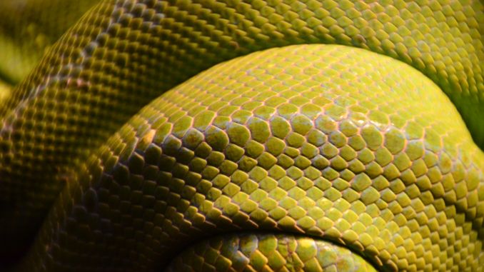 夢見黃蛇：25種場景與解釋