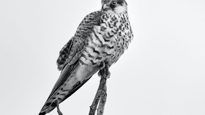 夢見獵鷹 :32種場景與解釋 夢見獵鷹 :32種場景與解釋