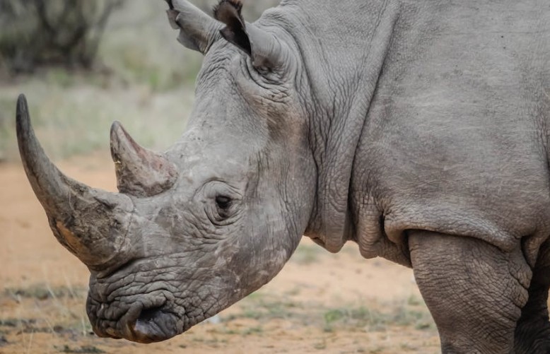 夢見犀牛的含義 ：47種場景與解釋