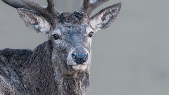 夢見駝鹿 ：48種場景與解釋