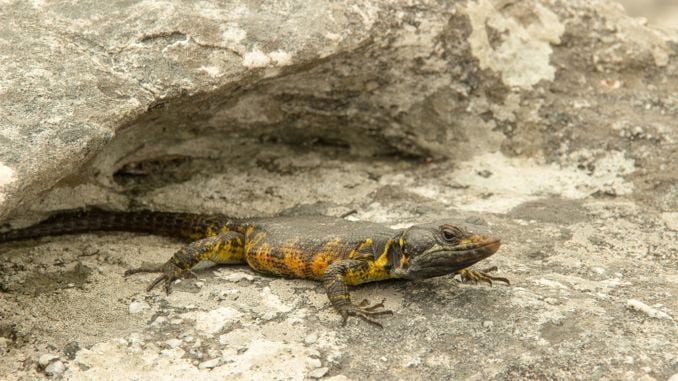 夢見蠑螈 ：60種場景與解釋