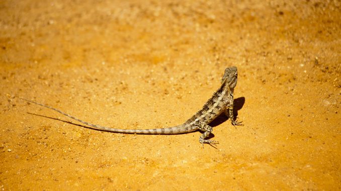 夢見蜥蜴：65種場景與解釋
