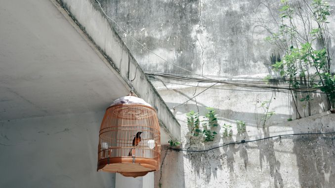 夢見籠子裡的鳥 ：40種場景與解釋