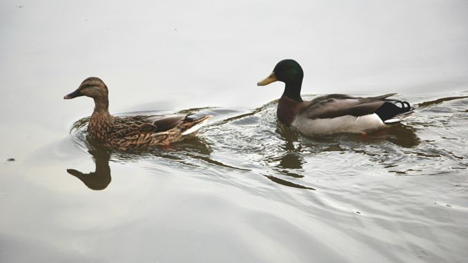 夢見鴨子 ：75種場景與解釋
