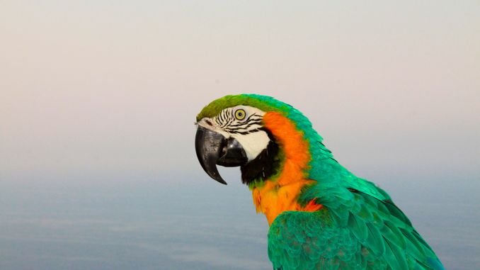 夢見鸚鵡 ：33種場景與解釋