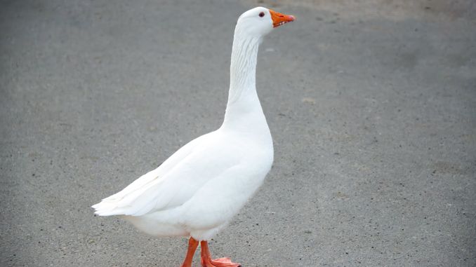 夢見鵝 ：89種場景與解釋