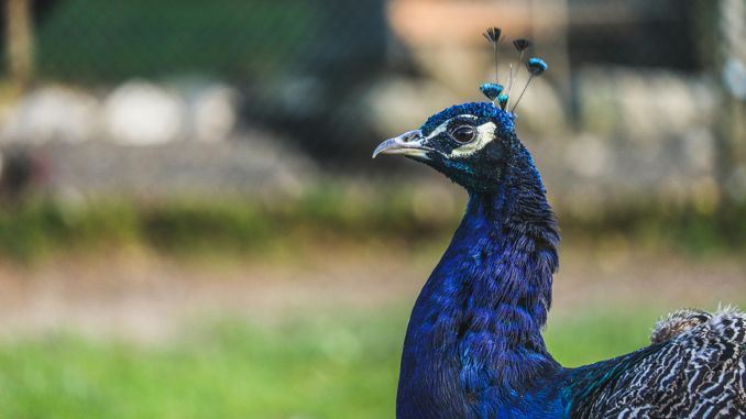 夢見火雞 ：50種場景與解釋